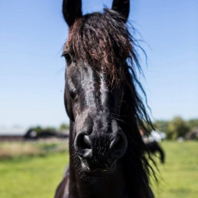 paard paard